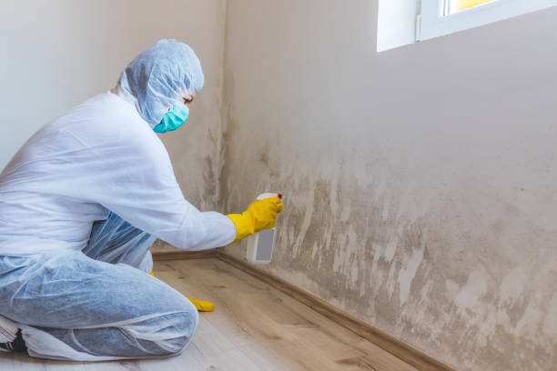 Licensed Black Mold Removal service in Portage, MI - WQB Mold Removal