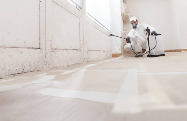 24/7 Emergency Black Mold Removal experts in Portage, MI