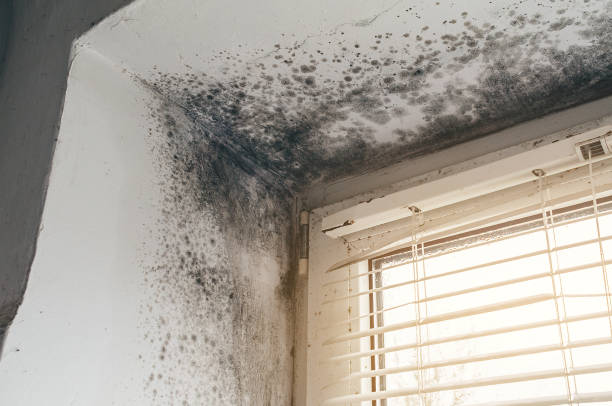 Affordable Black Mold Removal solutions in Portage, MI